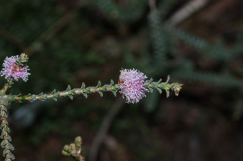 Melaleuca gibbosa, photograph 2