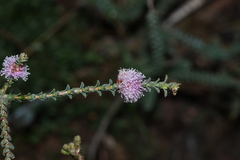 Melaleuca gibbosa, photograph (c) Greg Tasney, some rights reserved (CC BY-SA)