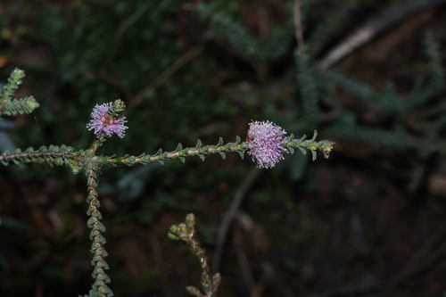 Melaleuca gibbosa, photograph 3