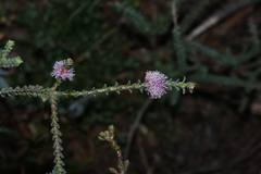 Melaleuca gibbosa, photograph (c) Greg Tasney, some rights reserved (CC BY-SA)