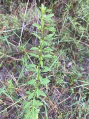 Scoparia dulcis, photograph author not stated, no rights reserved