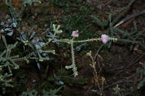 Melaleuca gibbosa, photograph 4