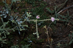 Melaleuca gibbosa, photograph (c) Greg Tasney, some rights reserved (CC BY-SA)