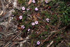 Euryomyrtus ramosissima