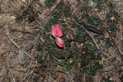 Kennedia prostrata, photograph (c) Greg Tasney, some rights reserved (CC BY-SA)