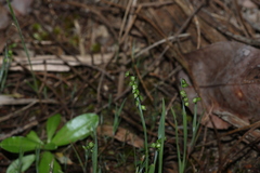 Briza minor