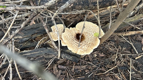Dryad's Saddle