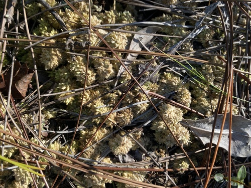 Sphagnum perichaetiale observed 2026-09-26