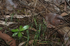 Briza minor, photograph (c) Greg Tasney, some rights reserved (CC BY-SA)