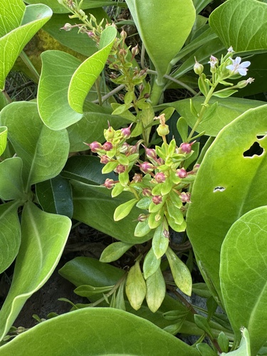 Lysimachia mauritiana observed 2026-09-23