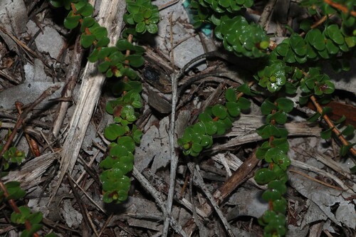 Kunzea pomifera, photograph 2