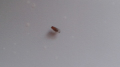 Drosophila