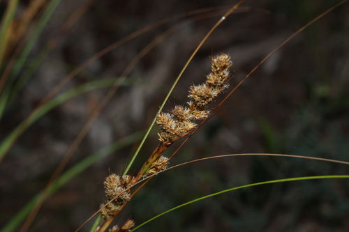 Gahnia trifida observed 2026-09-23