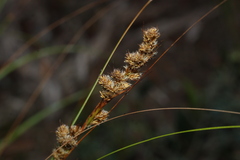 Gahnia trifida, photograph (c) Greg Tasney, some rights reserved (CC BY-SA)