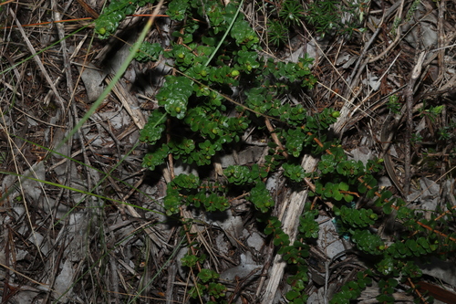 Kunzea pomifera, photograph 3