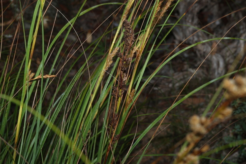 Gahnia trifida