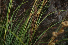 Gahnia trifida