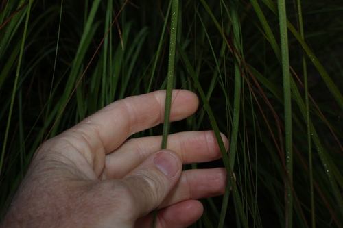 Gahnia trifida, photograph 1