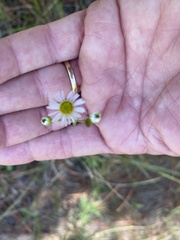 Erigeron vernus