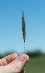 Dichanthium sericeum