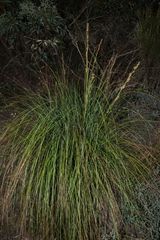 Gahnia trifida, photograph (c) Greg Tasney, some rights reserved (CC BY-SA)