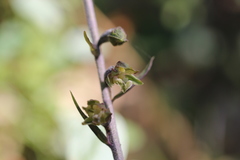 Epipactis microphylla