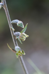 Epipactis microphylla