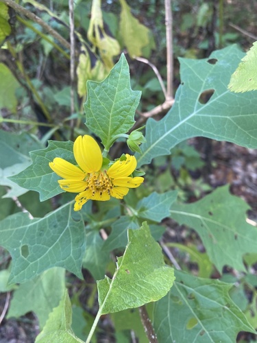 Smallanthus uvedalia