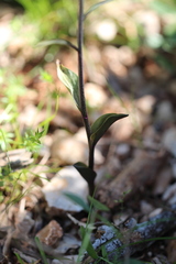 Epipactis microphylla