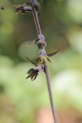 Epipactis microphylla