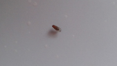 Drosophila