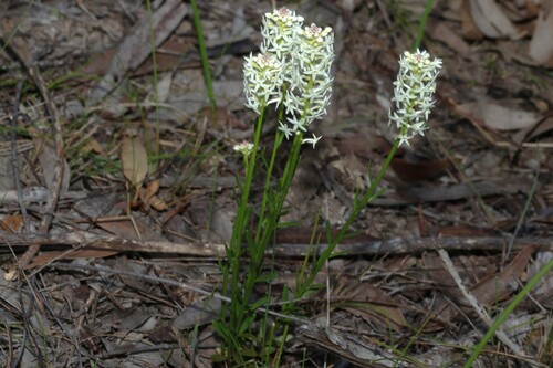 Stackhousia monogyna