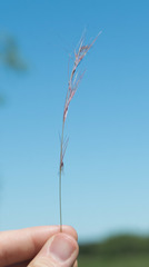 Aristida purpurea wrightii