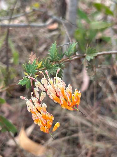 flame grevillea
