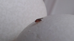 Drosophila