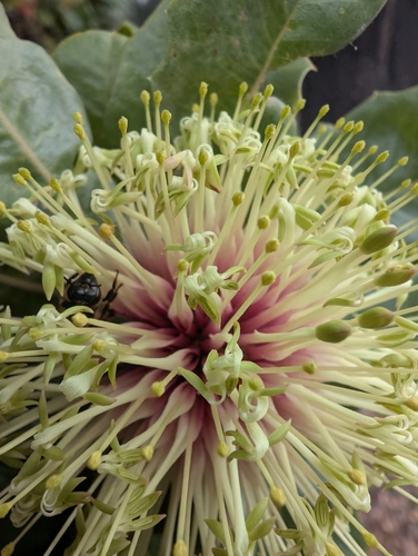 Banksia ilicifolia