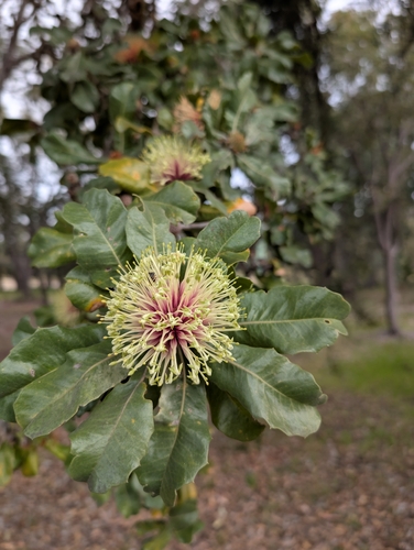 Banksia ilicifolia, photograph 2