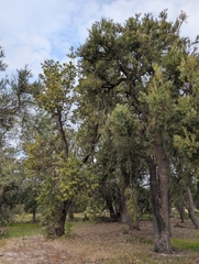 Banksia ilicifolia, photograph author not stated, no rights reserved
