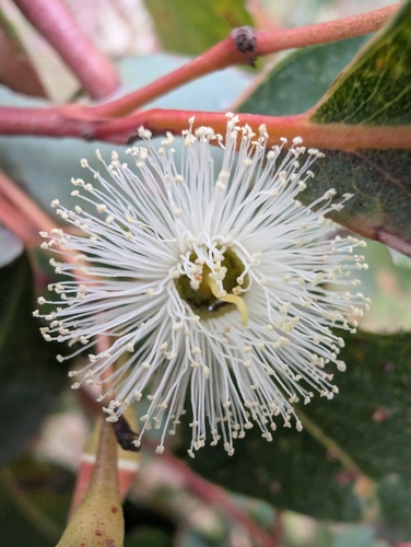 Jarrah