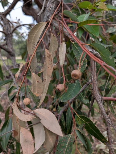 Eucalyptus marginata, photograph 2