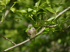 Vireo gilvus