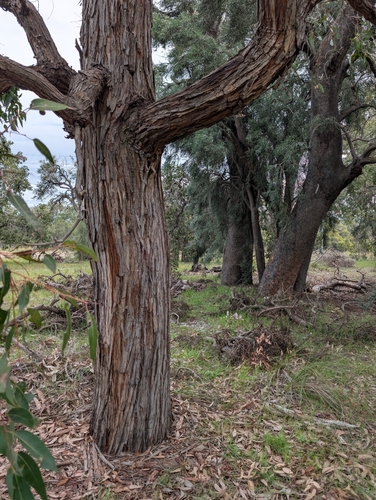 Eucalyptus marginata, photograph 3