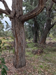 Eucalyptus marginata, photograph author not stated, no rights reserved