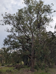 Eucalyptus marginata, photograph author not stated, no rights reserved