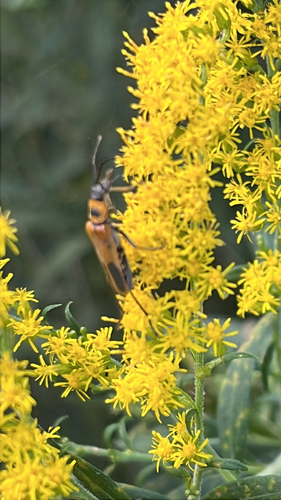 Goldenrod Soldier Beetle
