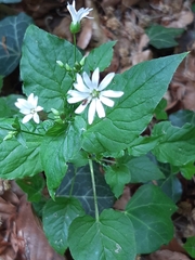 Stellaria nemorum