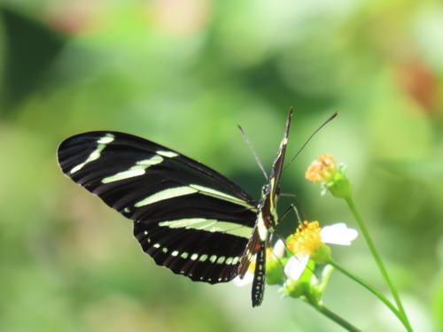 Zebra Longwing