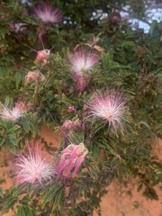 Calliandra selloi