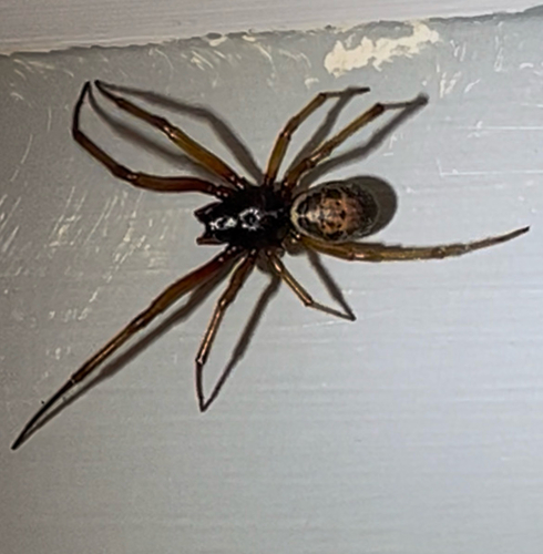 Noble False Widow