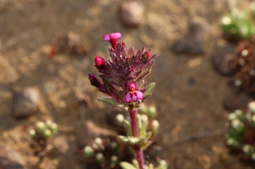 Parentucellia latifolia